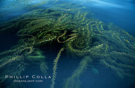The Power of Santa Barbara's Seaweed: Riding the Magic Waves